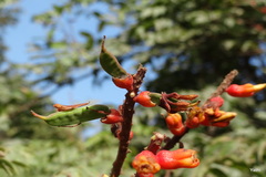 Moullava spicata